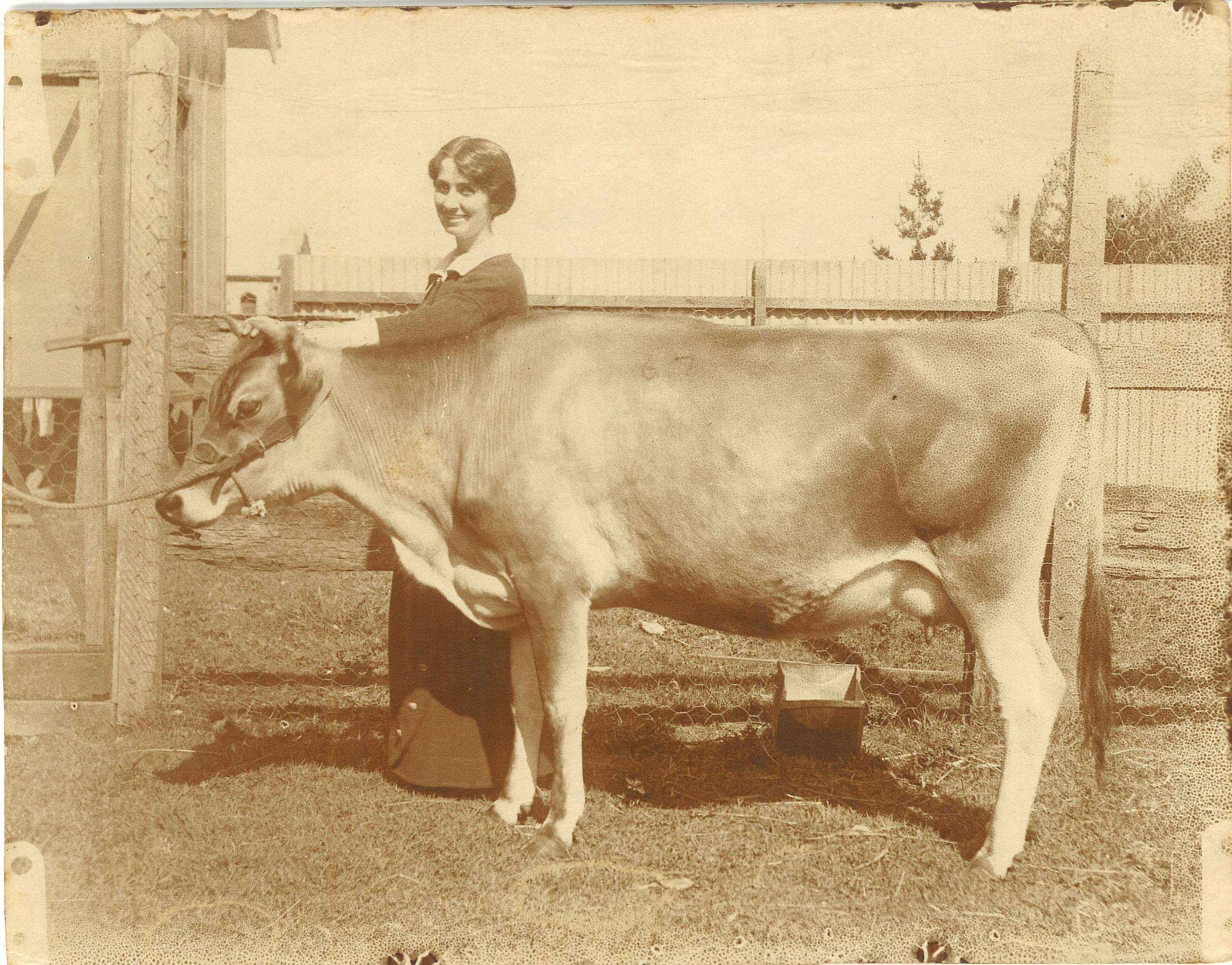 Margaret Ross Steel and the family cow at the Presbyterian Manse, Young, NSW, around 1918 / James Barnet Steel